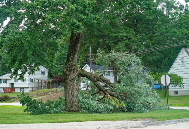 Reliable Bardmoor, FL Tree Service Solutions